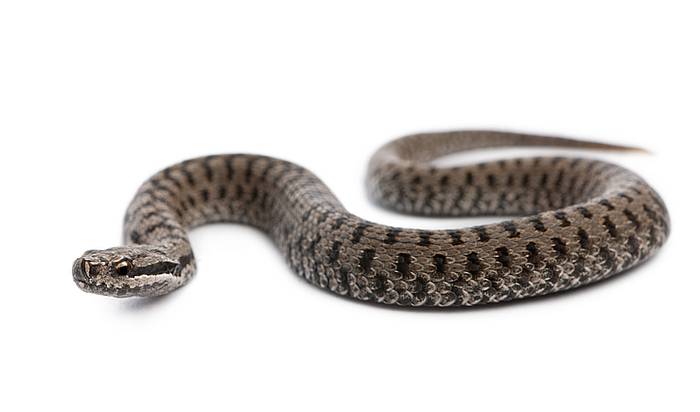 Гадюка обыкновенная (Vipera berus), фото фотография змеи