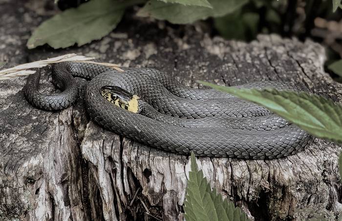 Уж обыкновенный (Natrix natrix), фото фотография змеи