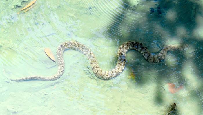 Водяной уж (Natrix tessellata), фото фотография змеи