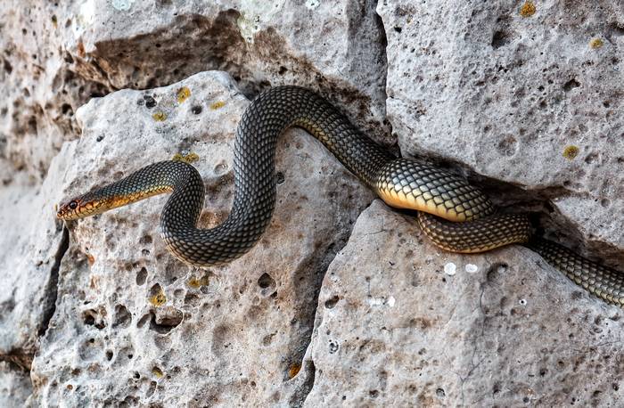Желтобрюхий полоз (Dolichophis caspius), фото фотография змеи