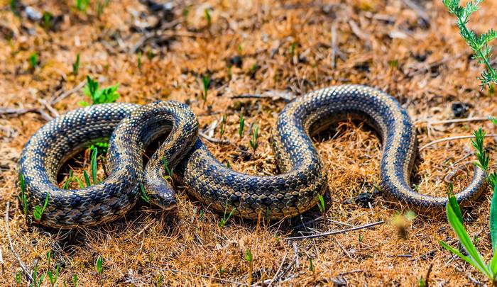 Узорчатый полоз (Elaphe dione), фото фотография змеи