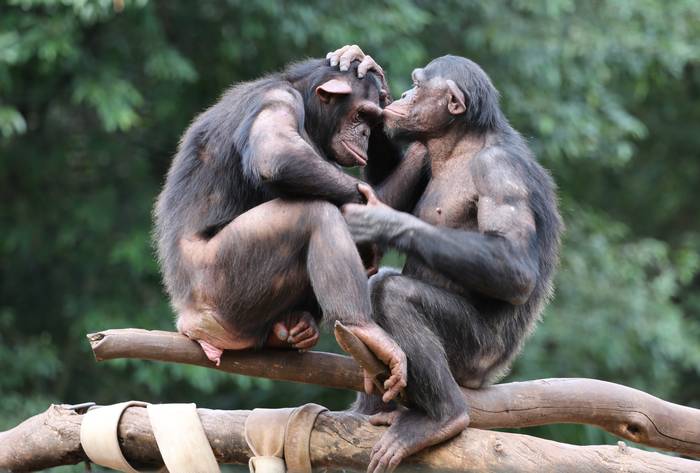 Два шимпанзе, фото фотография приматы