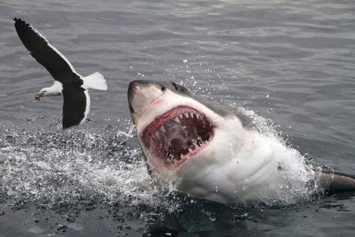Белая акула пытается поймать чайку, фото фотография рыбы