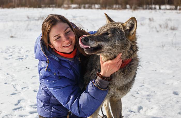 Девушка-дрессировщик и волк, фото фотография хищники