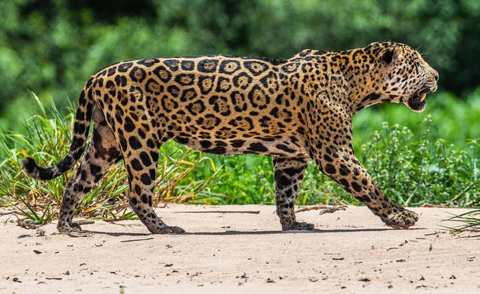 Ягуар (Panthera onca), фото фотография хищники