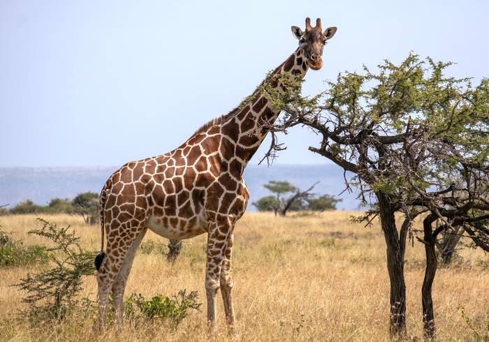Жираф (Giraffa camelopardalis), фото фотография парнокопытные