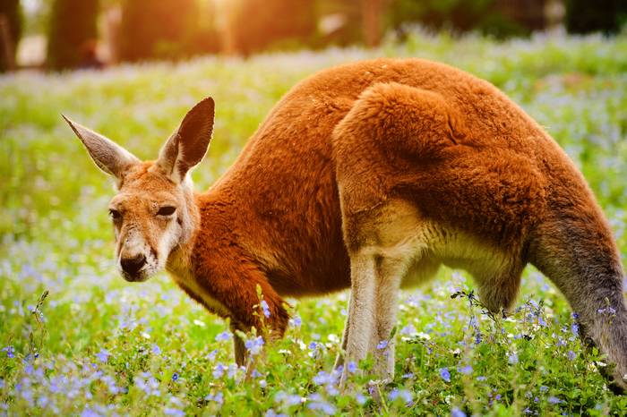 Большой рыжий кенгуру (Osphranter rufus), фото фотография сумчатые