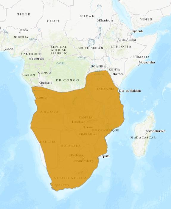 Южноафриканский дикобраз (Hystrix africaeaustralis), ареал карта распространение млекопитающие