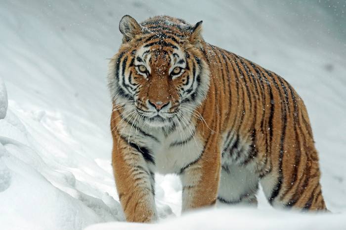Уссурийский тигр (Panthera tigris altaica), фото фотография хищники