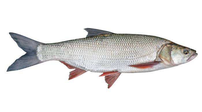 Обыкновенный жерех (Aspius aspius), фото фотография рыбы