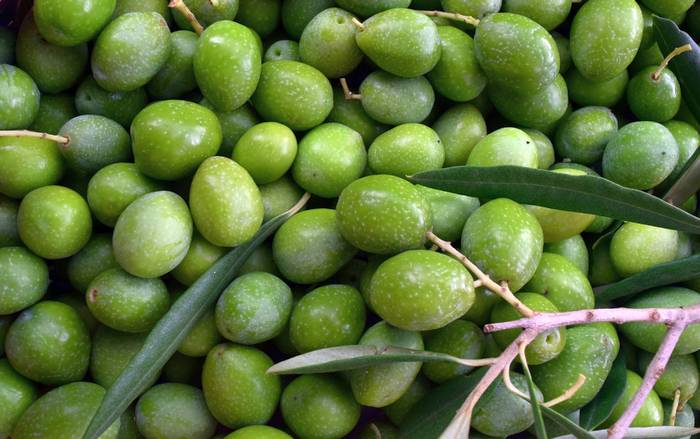Зеленые оливки, фото фотография растения