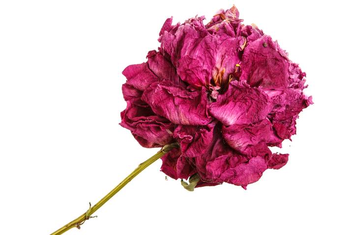 Сухой пион, фото фотография цветы