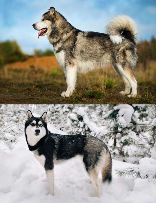 Маламут (вверху) и хаски (внизу) в стойке, фото фотография собаки