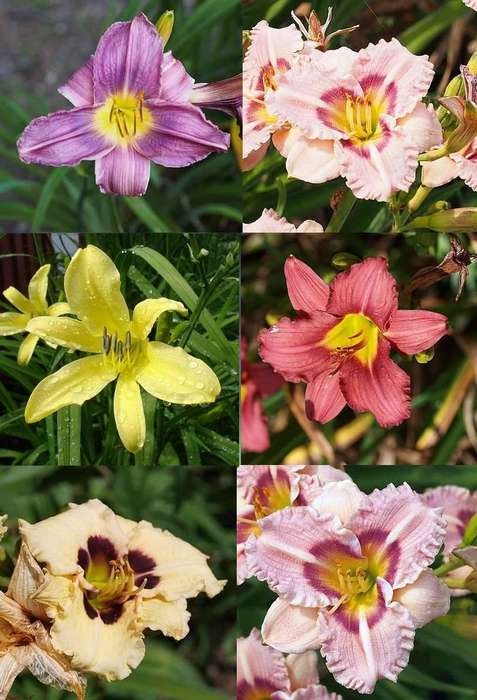 Цветы лилейника, фото фотография садовые цветы