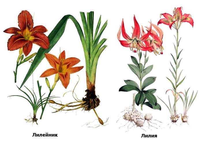 Общий вид растений лилейника и лилии, картинка рисунок изображение