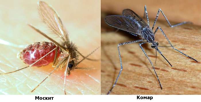 Комар и москит, фото фотография насекомые