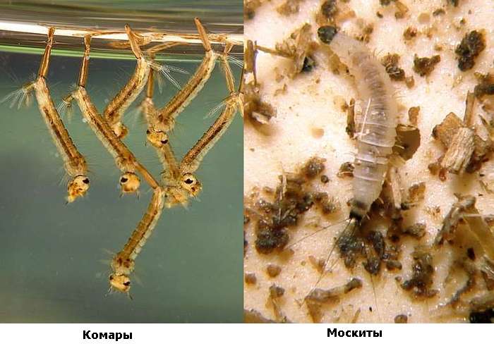 Личинки комара и москита, фото фотография насекомые