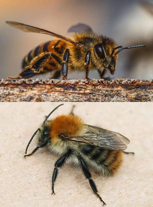 Пчела и шмель, фото фотография насекомые