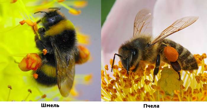 Пыльцевые корзиночки у пчелы и шмеля, фото фотография насекомые