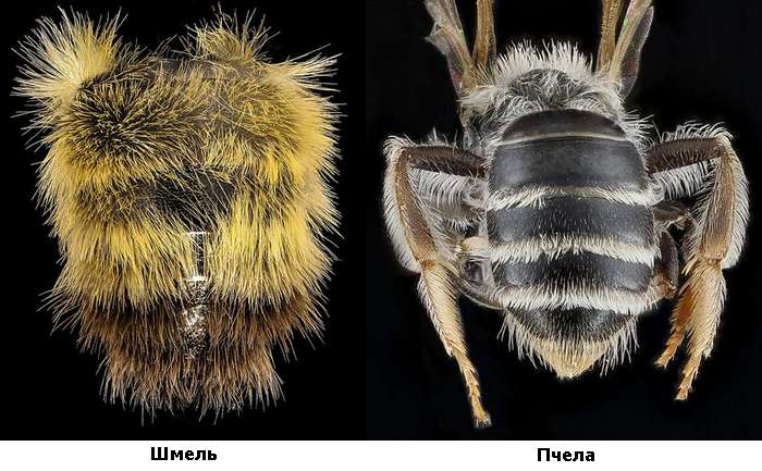 Брюшко сверху (вид сзади) пчелы и шмеля, фото фотография насекомые