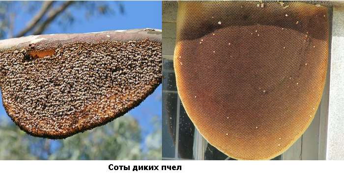 Гнезда диких пчел, фото фотография насекомые