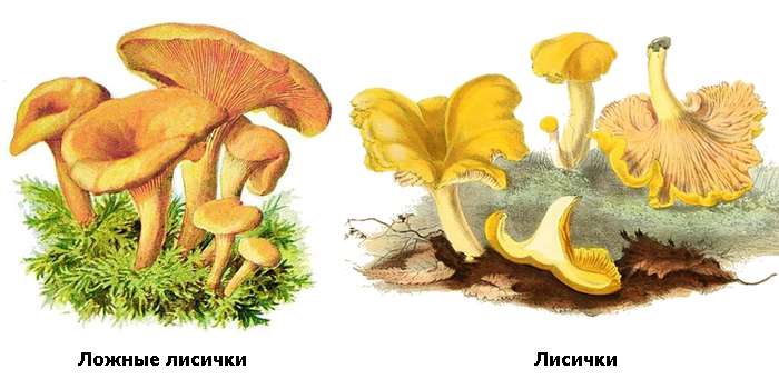 Настоящие и ложные лисички, рисунок картинка изображение грибы