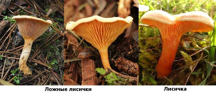 Молодые настоящие и ложные лисички, вид сбоку, фото фотография грибы