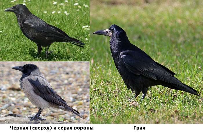 Серая и черная вороны, грач в сравнении, фото фотография птицы
