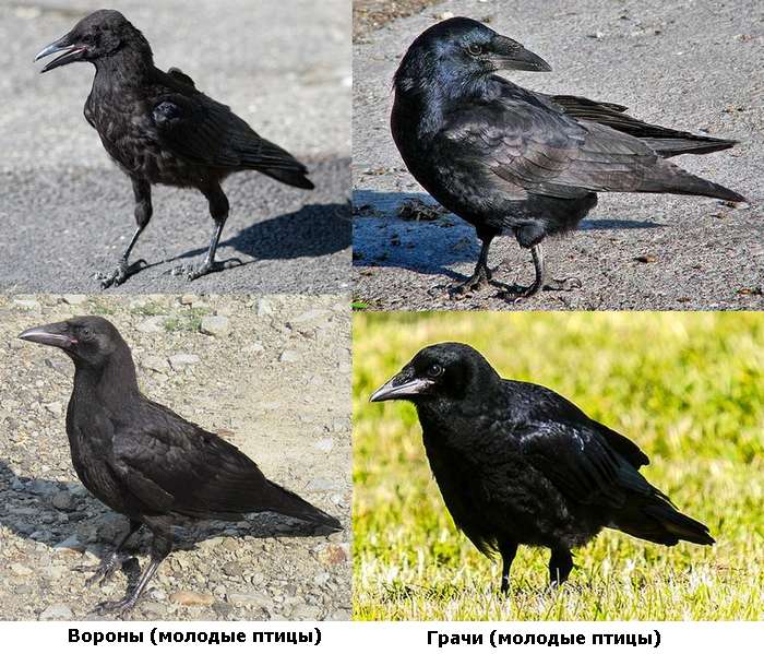 Молодые черные вороны и грачи в сравнении, фото фотография птицы