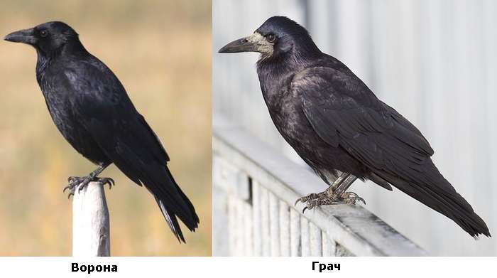 Черная ворона и грач сидят, фото фотография птицы