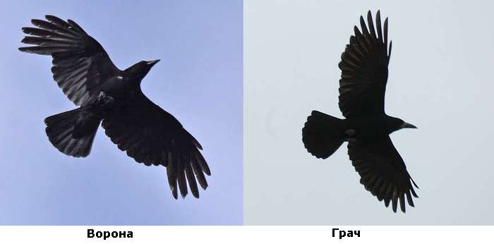 Черная ворона и грач в полете, фото фотография птицы