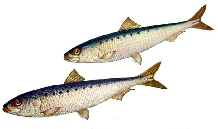 Дальневосточная сардина, или сельдь иваси (Sardinops melanostictus), рисунок картинка рыбы