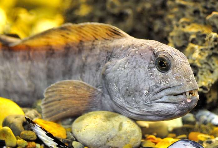 Полосатая зубатка (Anarhichas lupus), фото фотография рыбы