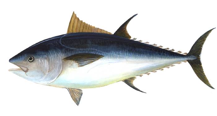 Большеглазый тунец (Thunnus obesus), фото фотография рыбы