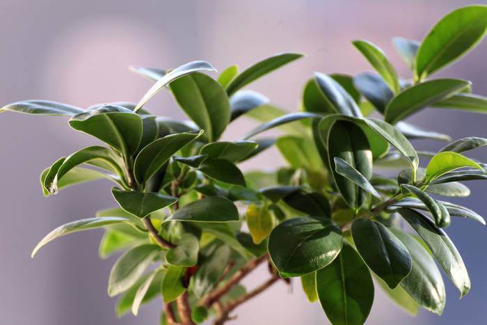 Листья фикуса, фото фотография комнатные растения