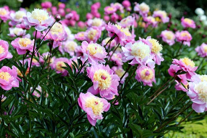 Розовый куст пиона, фото фотография садовые растения