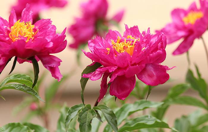 Розовые пионы, фото фотография садовые растения