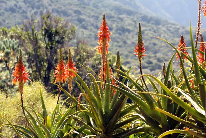 Алоэ (Aloe), фото растения для дома фотография