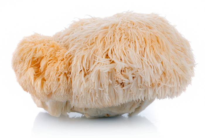 Бородатый гриб, или ежовик гребенчатый (Hericium erinaceus), фото фотография грибы