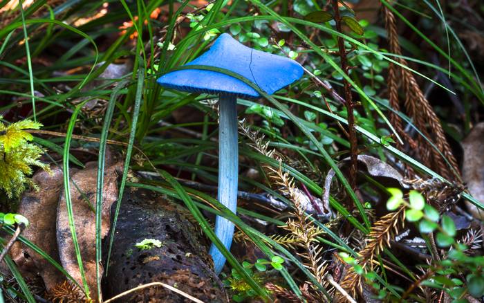 Голубой гриб (Entoloma hochstetteri), фото картинка фотография