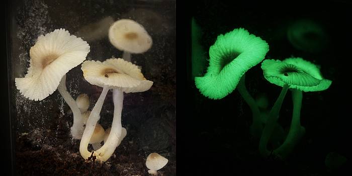 Биолюминесцентный гриб (Mycena chlorophos), фото фотография
