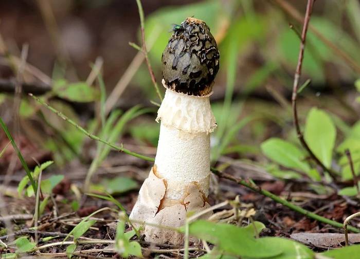 Весёлка обыкновенная, или Фаллюс нескромный (Phallus impudicus), фото грибы фотография