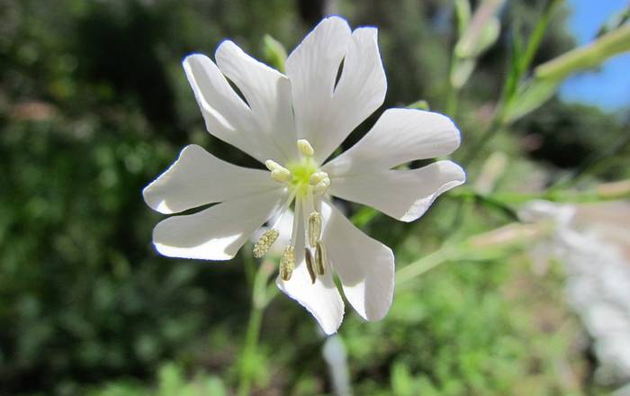 Гибралтарская смолевка (Silene tomentosa), фото фотография растения