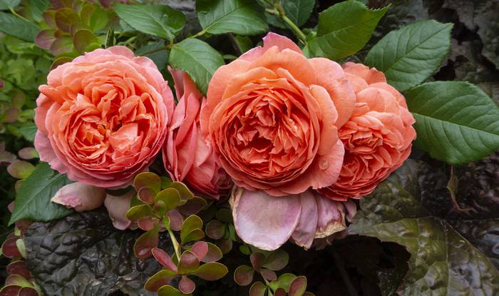 Сорт роз Саммер Сонг, фото фотография цветы