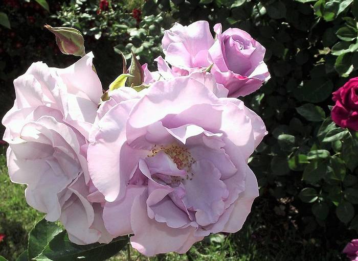 Сорт роз Диорессенс, фото фотография цветы