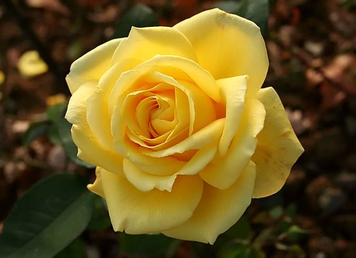 Роза сорта  О Соле Мио, фото фотография цветы