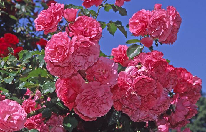 Роза сорта  Розариум Ютерсен, фото фотография цветы
