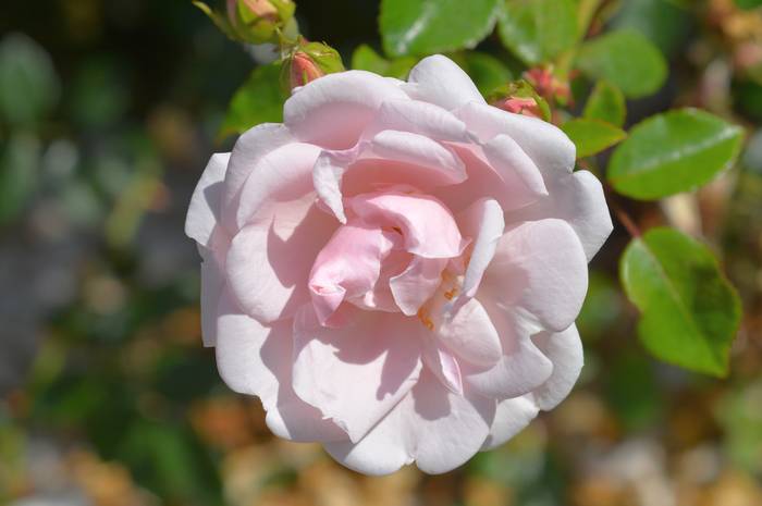 Роза сорта Нью Доун, фото фотография цветы