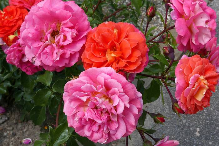 Роза сорта Гебрудер Гримм, фото фотография цветы