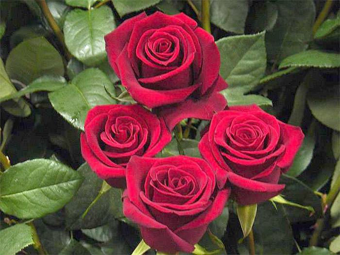 Сорт роз Forever Yang (Форевер янг), фото фотография красивые цветы